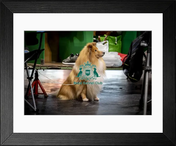 Framed Print : D-C-D-0-1-9-0 Crufts 2024 NEC Birmingham Day 3 Framed Print : D-C-D-0-1-9-0 Crufts 2024 NEC Birmingham Day 3