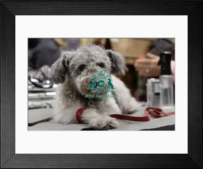 Framed Print : D-C-D-0-1-9-0 Crufts 2024 NEC Birmingham Day 3
