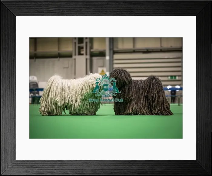 Framed Print : D-C-D-0-1-9-0 Crufts 2024 NEC Birmingham Day 3 Framed Print : D-C-D-0-1-9-0 Crufts 2024 NEC Birmingham Day 3