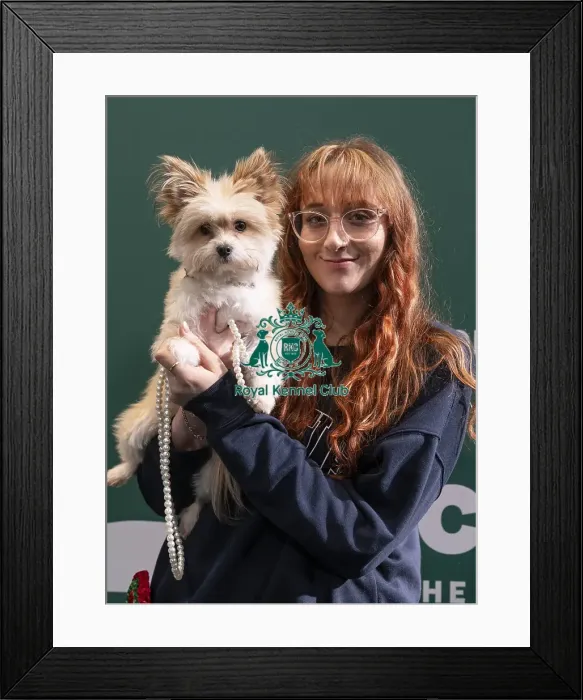 Framed Print : D-C-D-0-1-9-0 Crufts 2024 NEC Birmingham Day 3 Framed Print : D-C-D-0-1-9-0 Crufts 2024 NEC Birmingham Day 3