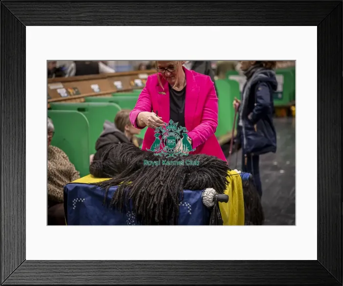 Framed Print : D-C-D-0-1-9-0 Crufts 2024 NEC Birmingham Day 3 Framed Print : D-C-D-0-1-9-0 Crufts 2024 NEC Birmingham Day 3