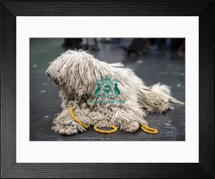 Framed Print : D-C-D-0-1-9-0 Crufts 2024 NEC Birmingham Day 3 Framed Print : D-C-D-0-1-9-0 Crufts 2024 NEC Birmingham Day 3