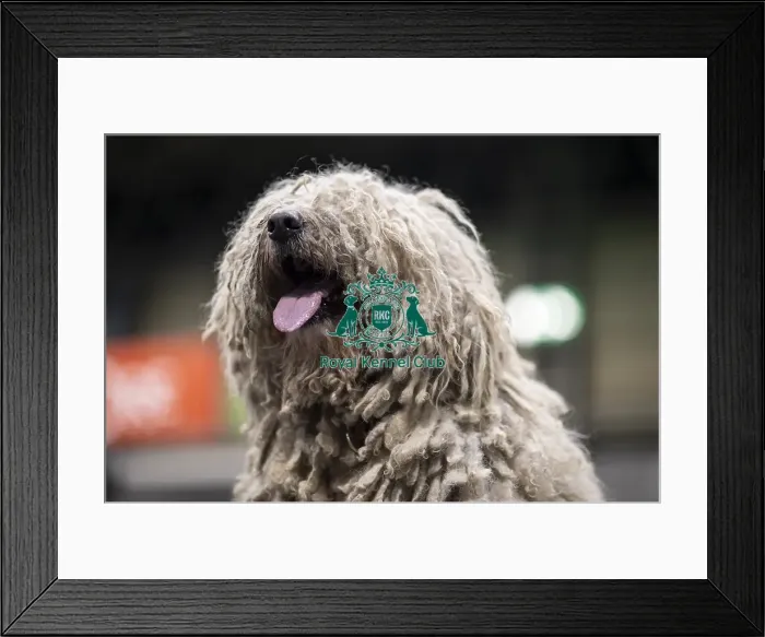 Framed Print : D-C-D-0-1-9-0 Crufts 2024 NEC Birmingham Day 3 Framed Print : D-C-D-0-1-9-0 Crufts 2024 NEC Birmingham Day 3