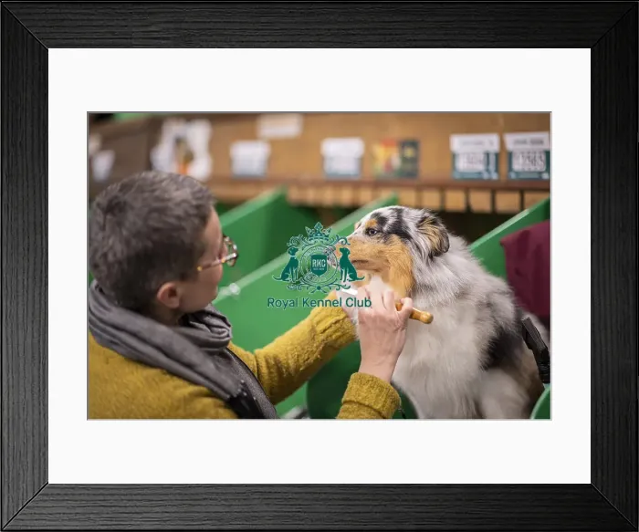 Framed Print : D-C-D-0-1-9-0 Crufts 2024 NEC Birmingham Day 3 Framed Print : D-C-D-0-1-9-0 Crufts 2024 NEC Birmingham Day 3