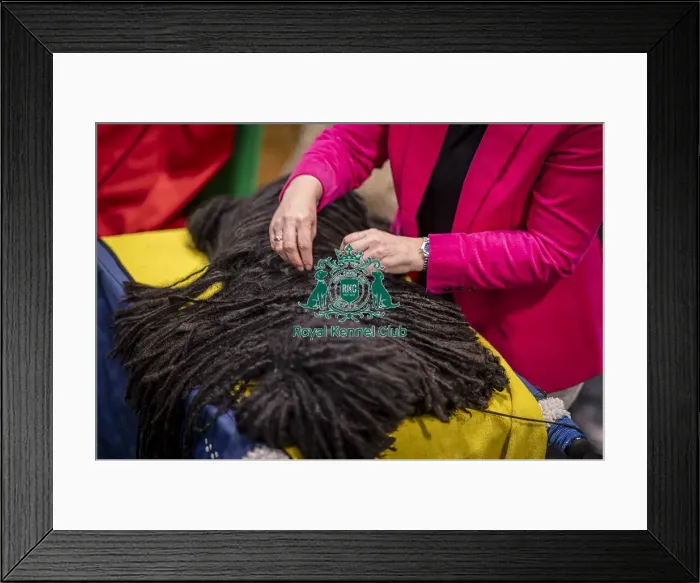 Framed Print : D-C-D-0-1-9-0 Crufts 2024 NEC Birmingham Day 3 Framed Print : D-C-D-0-1-9-0 Crufts 2024 NEC Birmingham Day 3