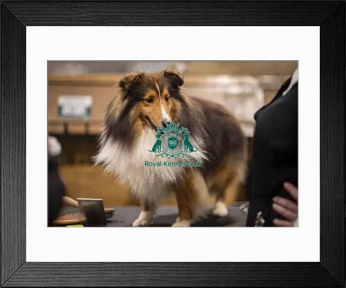 Framed Print : D-C-D-0-1-9-0 Crufts 2024 NEC Birmingham Day 3 Framed Print : D-C-D-0-1-9-0 Crufts 2024 NEC Birmingham Day 3
