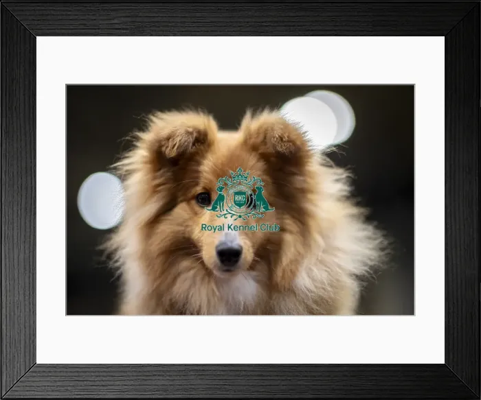 Framed Print : D-C-D-0-1-9-0 Crufts 2024 NEC Birmingham Day 3