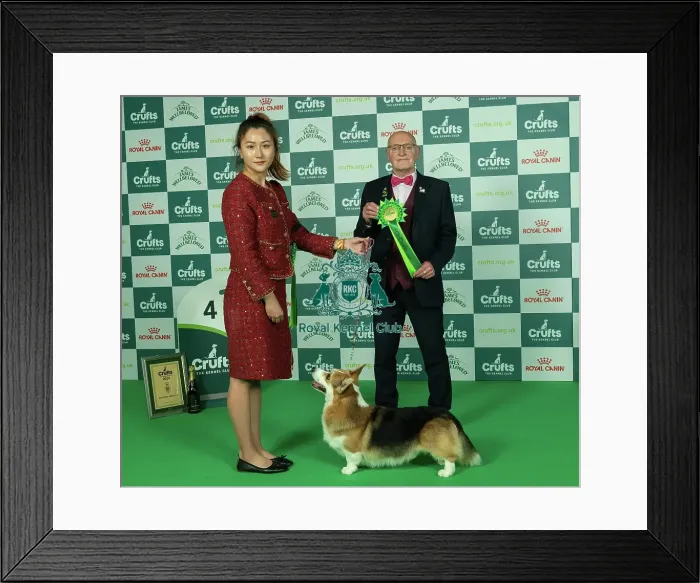 Framed Print : D-C-D-0-1-9-0 Crufts 2024 NEC Birmingham Pastoral Framed Print : D-C-D-0-1-9-0 Crufts 2024 NEC Birmingham Pastoral