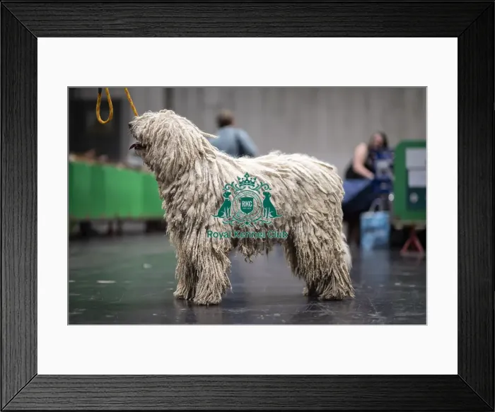 Framed Print : D-C-D-0-1-9-0 Crufts 2024 NEC Birmingham Day 3 Framed Print : D-C-D-0-1-9-0 Crufts 2024 NEC Birmingham Day 3