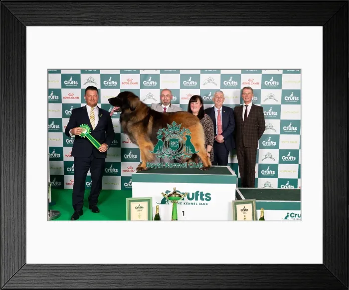Framed Print : D-C-D-0-1-9-0 Crufts 2024 NEC Birmingham Working