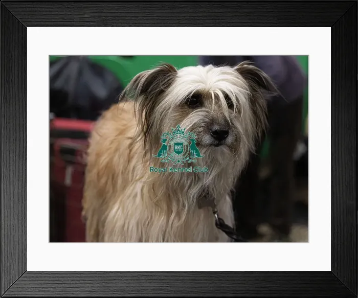 Framed Print : D-C-D-0-1-9-0 Crufts 2024 NEC Birmingham Day 3 Framed Print : D-C-D-0-1-9-0 Crufts 2024 NEC Birmingham Day 3