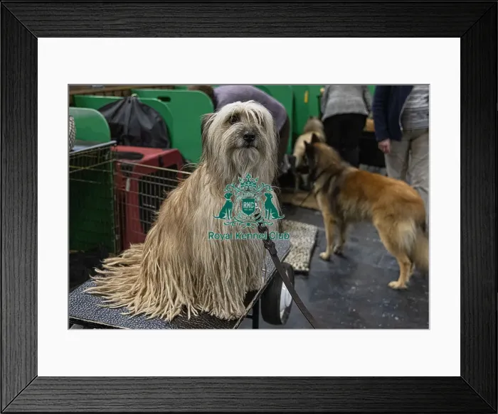 Framed Print : D-C-D-0-1-9-0 Crufts 2024 NEC Birmingham Day 3 Framed Print : D-C-D-0-1-9-0 Crufts 2024 NEC Birmingham Day 3