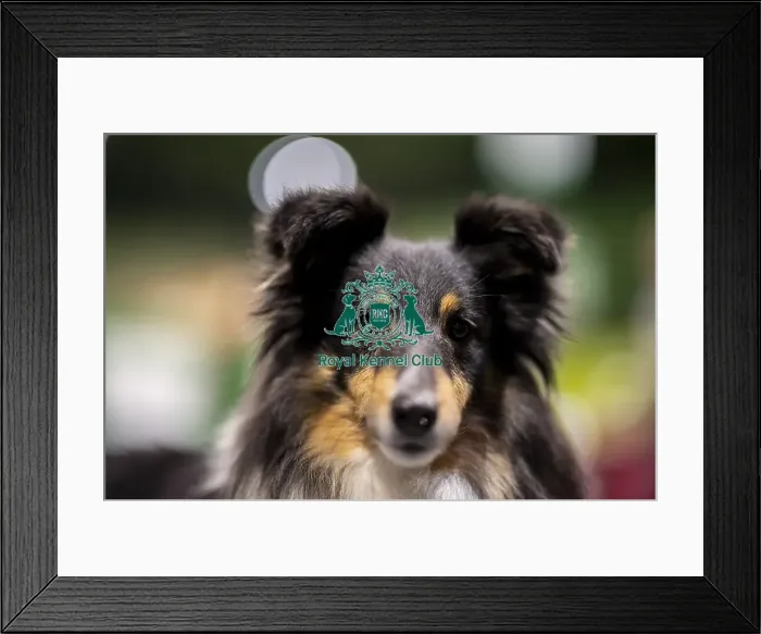 Framed Print : D-C-D-0-1-9-0 Crufts 2024 NEC Birmingham Day 3