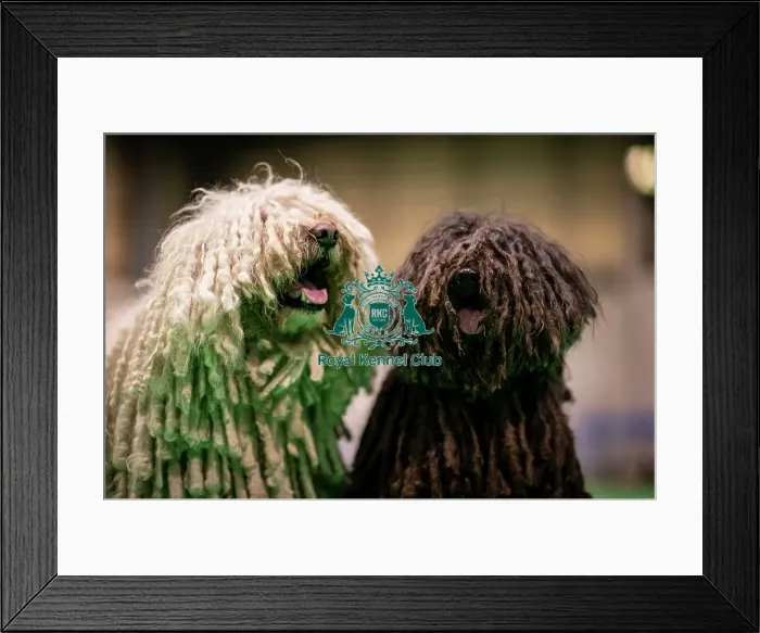 Framed Print : D-C-D-0-1-9-0 Crufts 2024 NEC Birmingham Day 3 Framed Print : D-C-D-0-1-9-0 Crufts 2024 NEC Birmingham Day 3