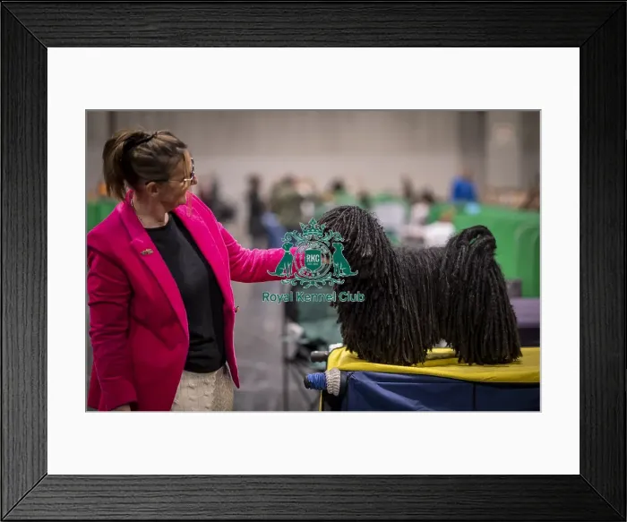 Framed Print : D-C-D-0-1-9-0 Crufts 2024 NEC Birmingham Day 3 Framed Print : D-C-D-0-1-9-0 Crufts 2024 NEC Birmingham Day 3