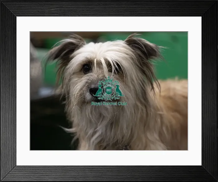 Framed Print : D-C-D-0-1-9-0 Crufts 2024 NEC Birmingham Day 3 Framed Print : D-C-D-0-1-9-0 Crufts 2024 NEC Birmingham Day 3