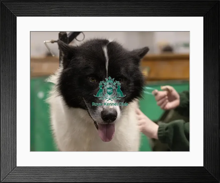 Framed Print : D-C-D-0-1-9-0 Crufts 2024 NEC Birmingham Day 3 Framed Print : D-C-D-0-1-9-0 Crufts 2024 NEC Birmingham Day 3