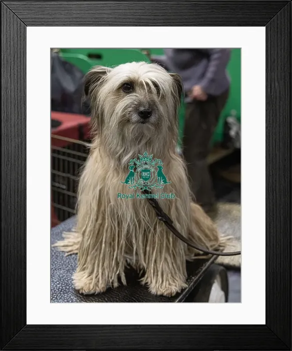 Framed Print : D-C-D-0-1-9-0 Crufts 2024 NEC Birmingham Day 3 Framed Print : D-C-D-0-1-9-0 Crufts 2024 NEC Birmingham Day 3
