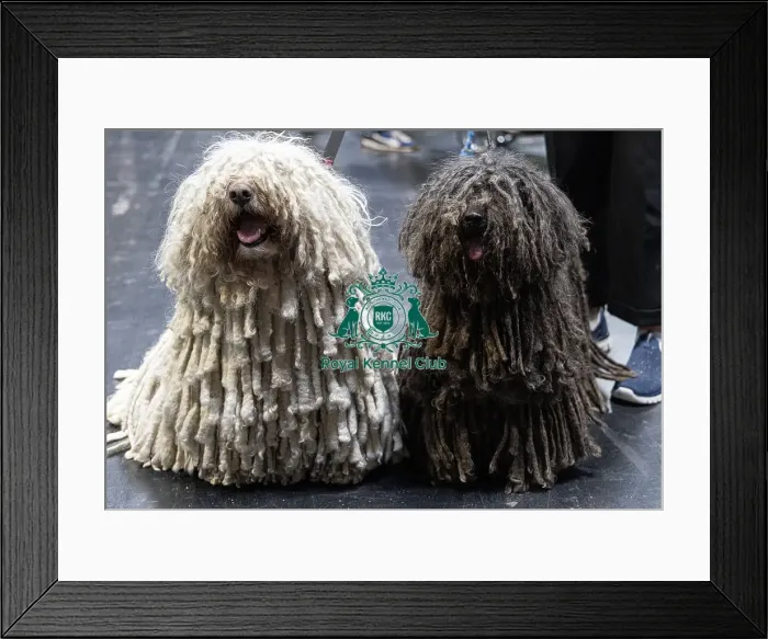 Framed Print : D-C-D-0-1-9-0 Crufts 2024 NEC Birmingham Day 3 Framed Print : D-C-D-0-1-9-0 Crufts 2024 NEC Birmingham Day 3