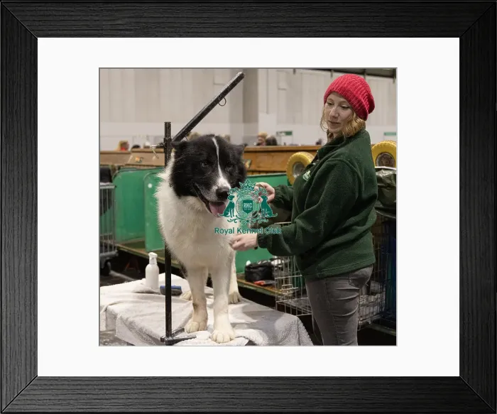 Framed Print : D-C-D-0-1-9-0 Crufts 2024 NEC Birmingham Day 3 Framed Print : D-C-D-0-1-9-0 Crufts 2024 NEC Birmingham Day 3