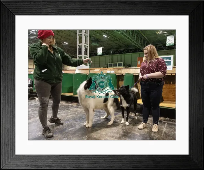 Framed Print : D-C-D-0-1-9-0 Crufts 2024 NEC Birmingham Day 3 Framed Print : D-C-D-0-1-9-0 Crufts 2024 NEC Birmingham Day 3