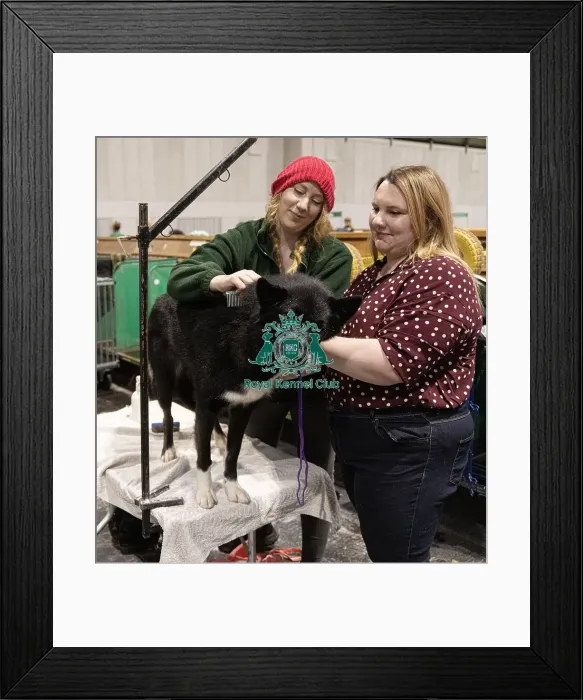 Framed Print : D-C-D-0-1-9-0 Crufts 2024 NEC Birmingham Day 3 Framed Print : D-C-D-0-1-9-0 Crufts 2024 NEC Birmingham Day 3