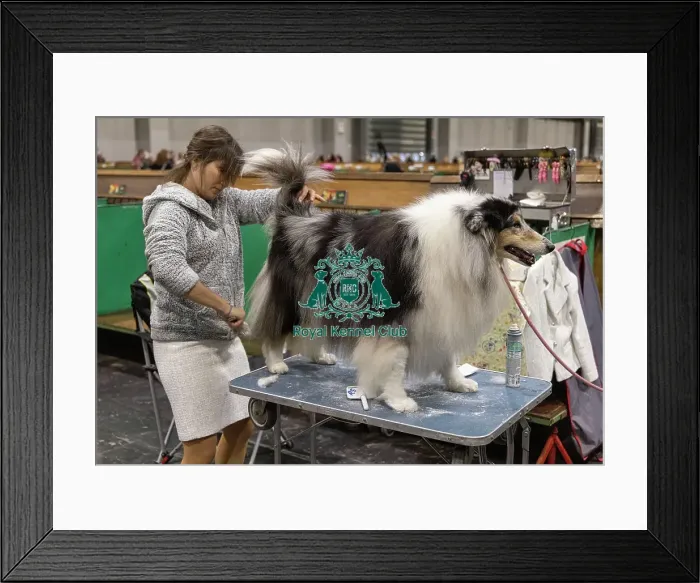 Framed Print : D-C-D-0-1-9-0 Crufts 2024 NEC Birmingham Day 3 Framed Print : D-C-D-0-1-9-0 Crufts 2024 NEC Birmingham Day 3