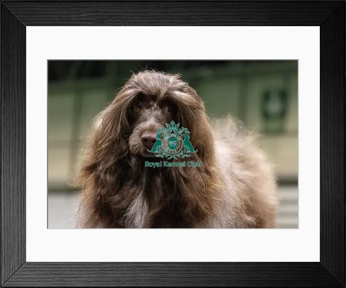 Framed Print : D-C-D-0-1-9-0 Crufts 2024 NEC Birmingham Day 3 Framed Print : D-C-D-0-1-9-0 Crufts 2024 NEC Birmingham Day 3