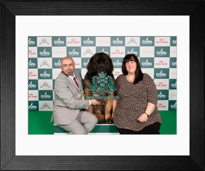 Framed Print : D-C-D-0-1-9-0 Crufts 2024 NEC Birmingham Working