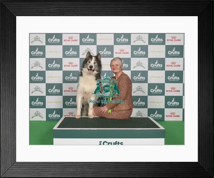 Framed Print : D-C-D-0-1-9-0 Crufts 2024 NEC Birmingham Working Framed Print : D-C-D-0-1-9-0 Crufts 2024 NEC Birmingham Working