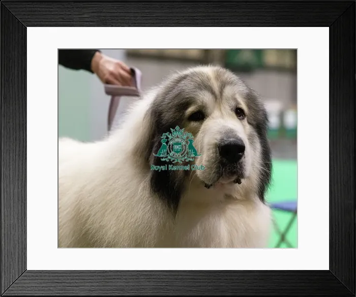 Framed Print : D-C-D-0-1-9-0 Crufts 2024 NEC Birmingham Day 3 Framed Print : D-C-D-0-1-9-0 Crufts 2024 NEC Birmingham Day 3