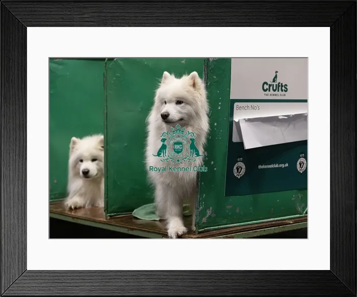 Framed Print : D-C-D-0-1-9-0 Crufts 2024 NEC Birmingham Day 3 Framed Print : D-C-D-0-1-9-0 Crufts 2024 NEC Birmingham Day 3