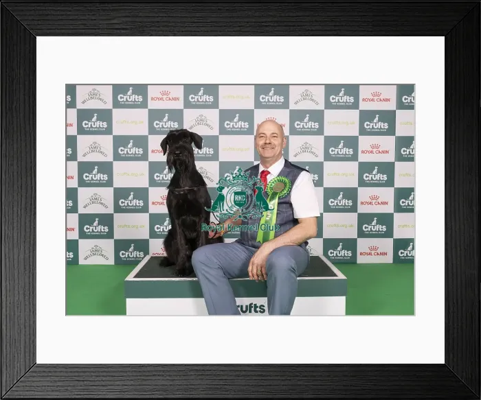 Framed Print : D-C-D-0-1-9-0 Crufts 2024 NEC Birmingham Working Framed Print : D-C-D-0-1-9-0 Crufts 2024 NEC Birmingham Working