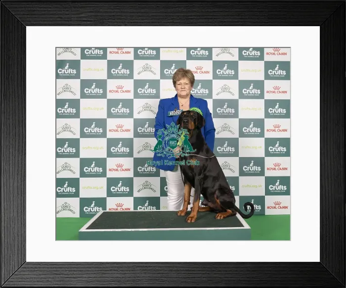 Framed Print : D-C-D-0-1-9-0 Crufts 2024 NEC Birmingham Working Framed Print : D-C-D-0-1-9-0 Crufts 2024 NEC Birmingham Working