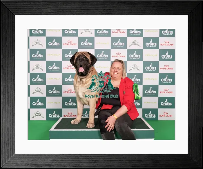 Framed Print : D-C-D-0-1-9-0 Crufts 2024 NEC Birmingham Working Framed Print : D-C-D-0-1-9-0 Crufts 2024 NEC Birmingham Working