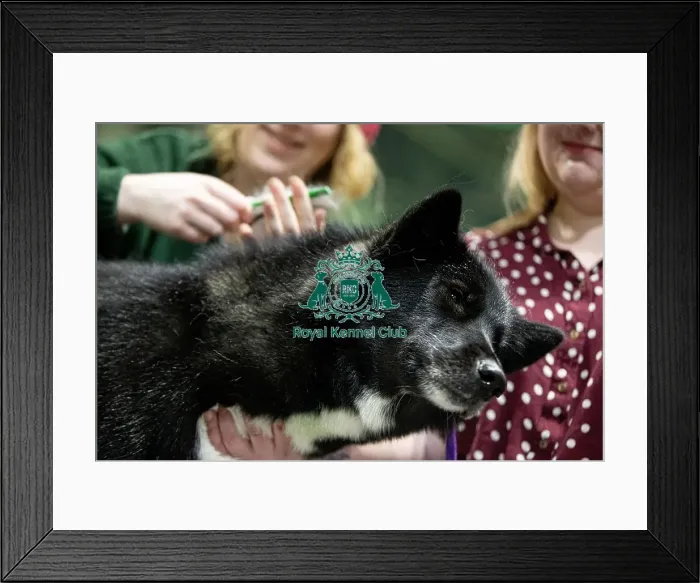 Framed Print : D-C-D-0-1-9-0 Crufts 2024 NEC Birmingham Day 3 Framed Print : D-C-D-0-1-9-0 Crufts 2024 NEC Birmingham Day 3