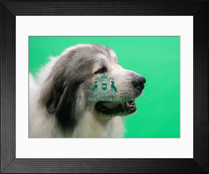 Framed Print : D-C-D-0-1-9-0 Crufts 2024 NEC Birmingham Day 3
