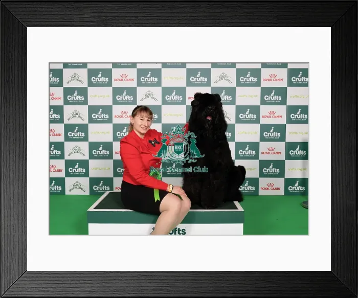 Framed Print : D-C-D-0-1-9-0 Crufts 2024 NEC Birmingham Working Framed Print : D-C-D-0-1-9-0 Crufts 2024 NEC Birmingham Working