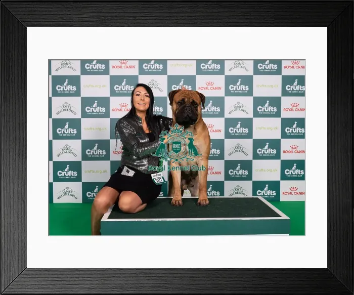Framed Print : D-C-D-0-1-9-0 Crufts 2024 NEC Birmingham Working Framed Print : D-C-D-0-1-9-0 Crufts 2024 NEC Birmingham Working