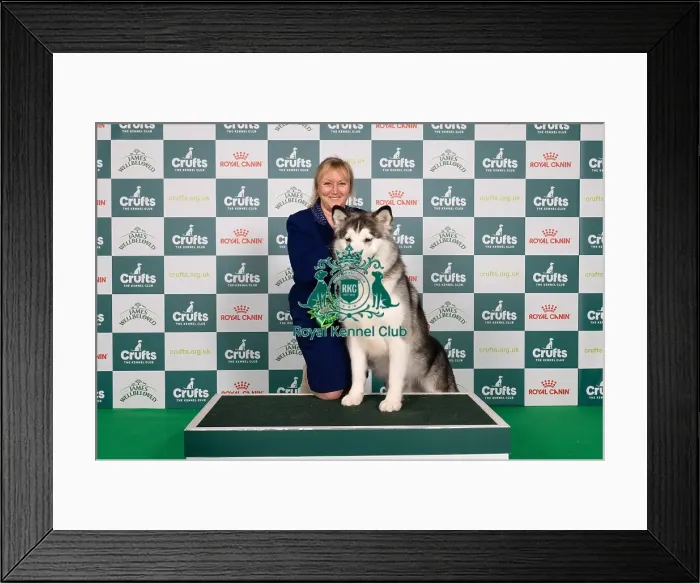 Framed Print : D-C-D-0-1-9-0 Crufts 2024 NEC Birmingham Working Framed Print : D-C-D-0-1-9-0 Crufts 2024 NEC Birmingham Working