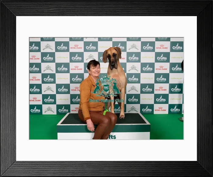 Framed Print : D-C-D-0-1-9-0 Crufts 2024 NEC Birmingham Working Framed Print : D-C-D-0-1-9-0 Crufts 2024 NEC Birmingham Working