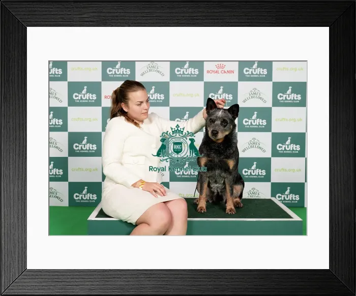 Framed Print : D-C-D-0-1-9-0 Crufts 2024 NEC Birmingham Pastoral Framed Print : D-C-D-0-1-9-0 Crufts 2024 NEC Birmingham Pastoral