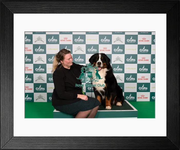 Framed Print : D-C-D-0-1-9-0 Crufts 2024 NEC Birmingham Working Framed Print : D-C-D-0-1-9-0 Crufts 2024 NEC Birmingham Working