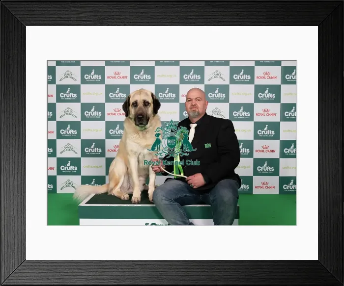 Framed Print : D-C-D-0-1-9-0 Crufts 2024 NEC Birmingham Pastoral Framed Print : D-C-D-0-1-9-0 Crufts 2024 NEC Birmingham Pastoral