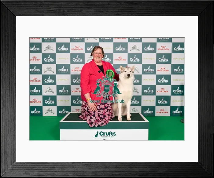 Framed Print : D-C-D-0-1-9-0 Crufts 2024 NEC Birmingham Working Framed Print : D-C-D-0-1-9-0 Crufts 2024 NEC Birmingham Working