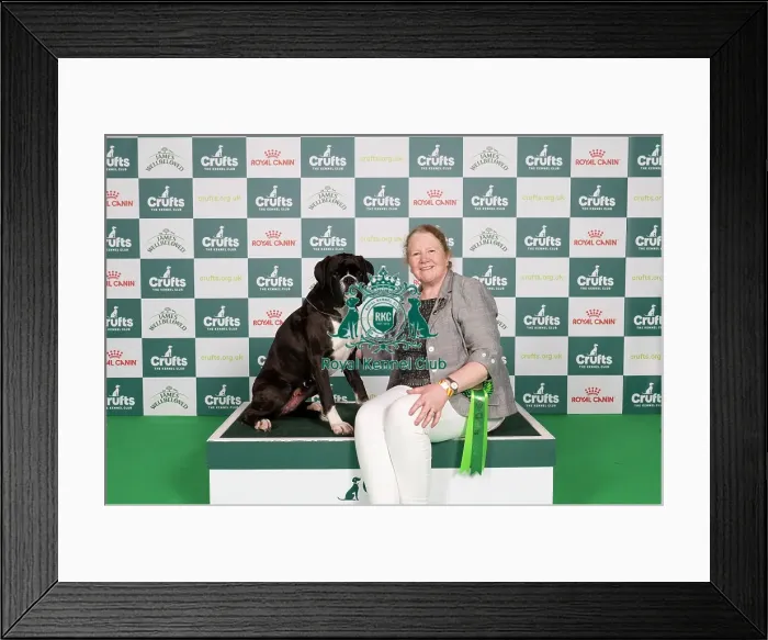 Framed Print : D-C-D-0-1-9-0 Crufts 2024 NEC Birmingham Working Framed Print : D-C-D-0-1-9-0 Crufts 2024 NEC Birmingham Working