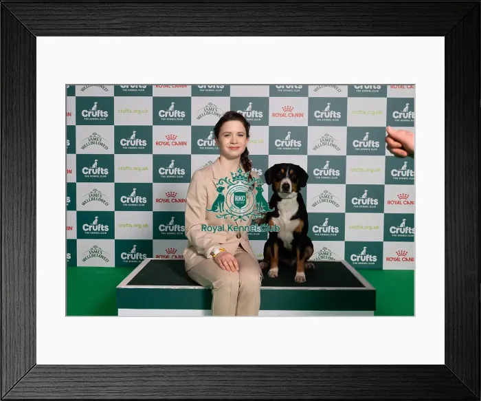 Framed Print : D-C-D-0-1-9-0 Crufts 2024 NEC Birmingham Working Framed Print : D-C-D-0-1-9-0 Crufts 2024 NEC Birmingham Working