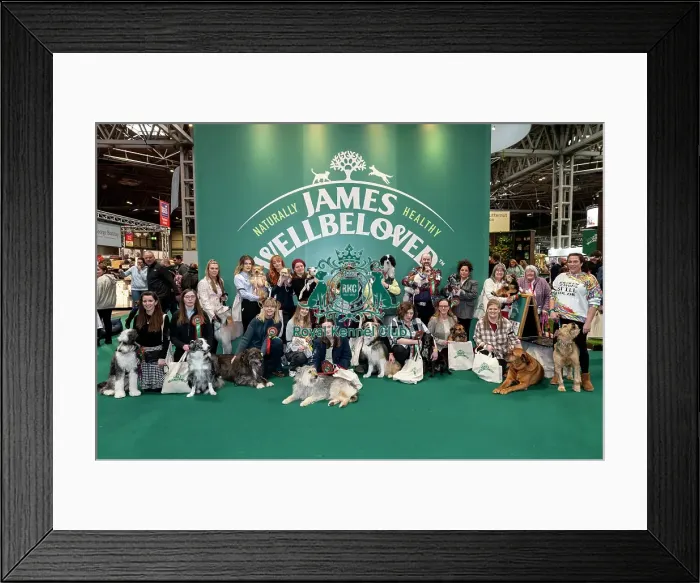 Framed Print : D-C-D-0-1-9-0 Crufts 2024 NEC Birmingham Day 3 Framed Print : D-C-D-0-1-9-0 Crufts 2024 NEC Birmingham Day 3