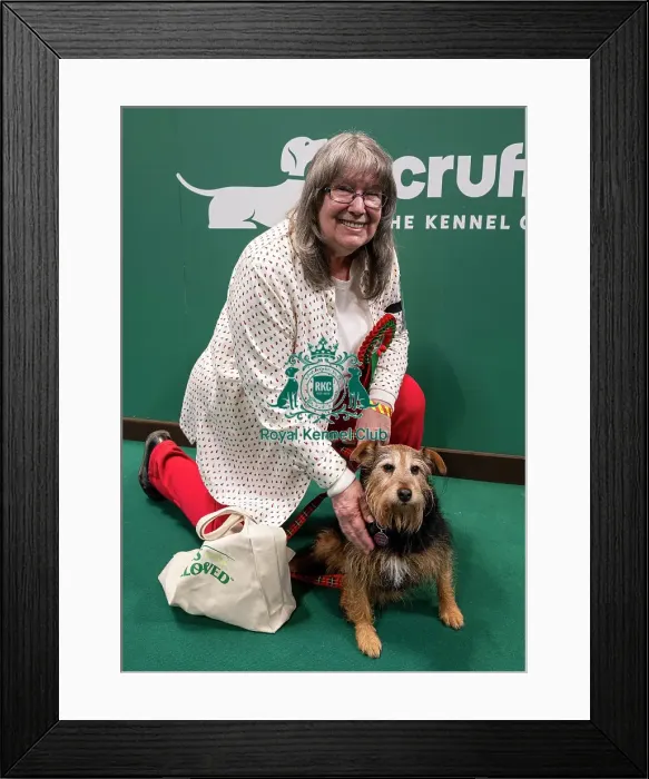Framed Print : D-C-D-0-1-9-0 Crufts 2024 NEC Birmingham Day 3 Framed Print : D-C-D-0-1-9-0 Crufts 2024 NEC Birmingham Day 3