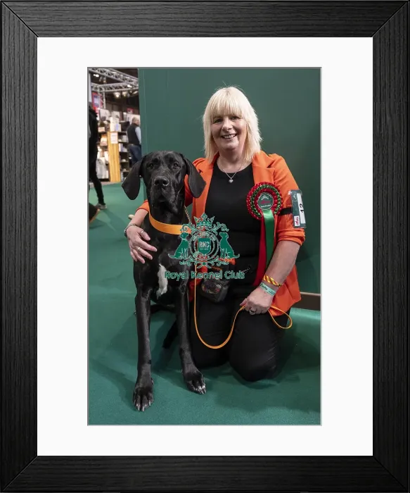 Framed Print : D-C-D-0-1-9-0 Crufts 2024 NEC Birmingham Day 3 Framed Print : D-C-D-0-1-9-0 Crufts 2024 NEC Birmingham Day 3